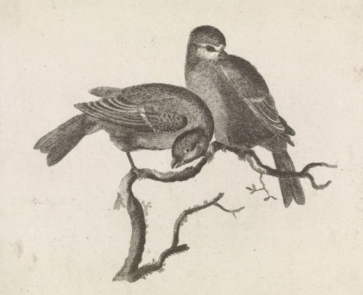 A titmouse and a great tit on a branch