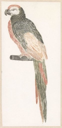 Parrot on a perch