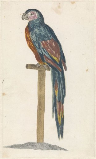 Parrot on a perch