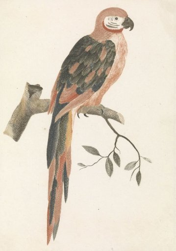 Parrot on a branch