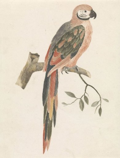 Parrot on a branch