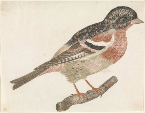 Male chaffinch (Fringilla montifringilla) on a branch to the right