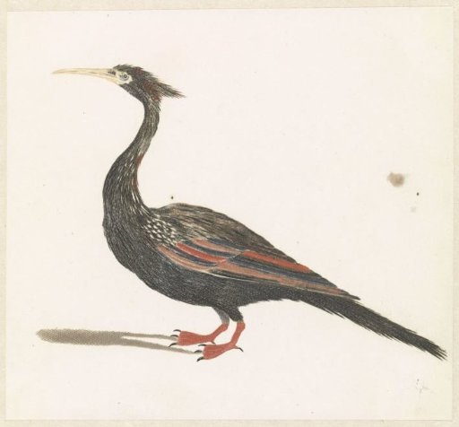 Snake-necked Bird