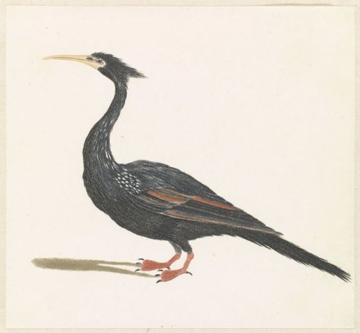 Snake-necked Bird