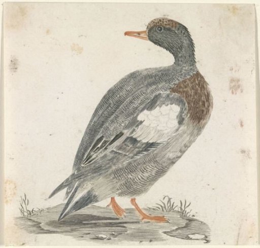 Duck to the right, looking to the left