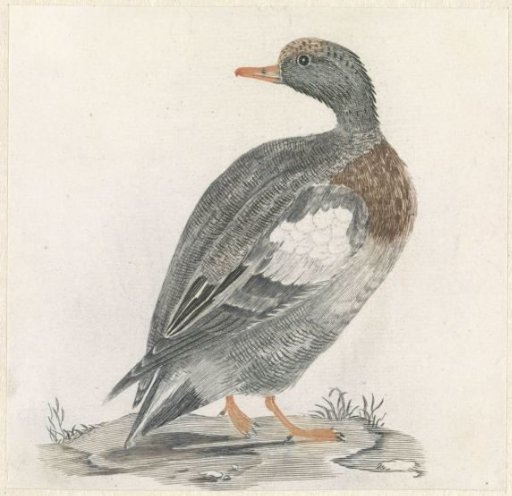 Duck to the right, looking to the left