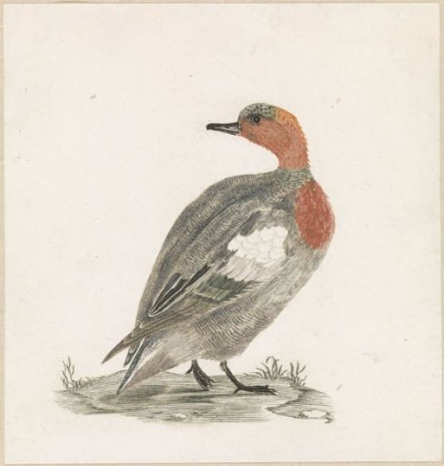 Duck to the right, looking to the left