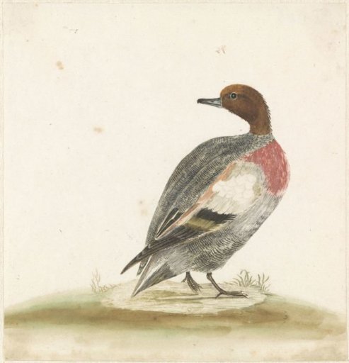 Duck to the right, looking to the left