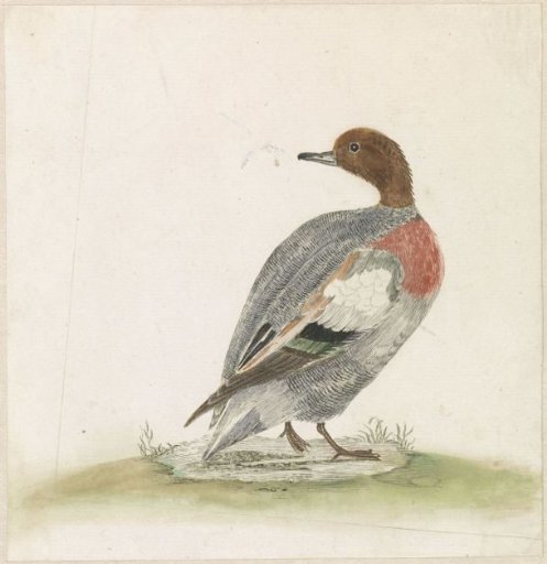 Duck to the right, looking to the left