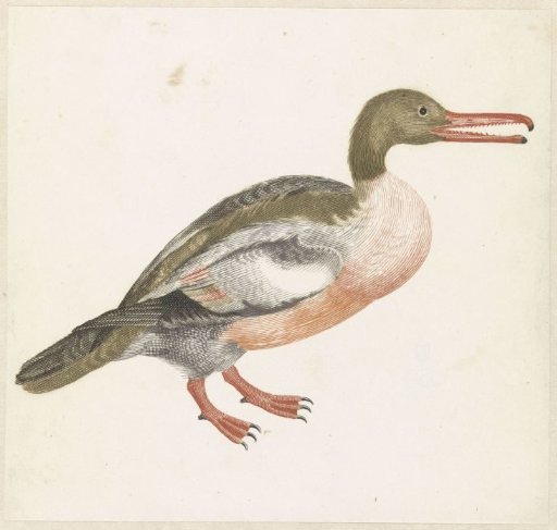 Shelduck Facing Right