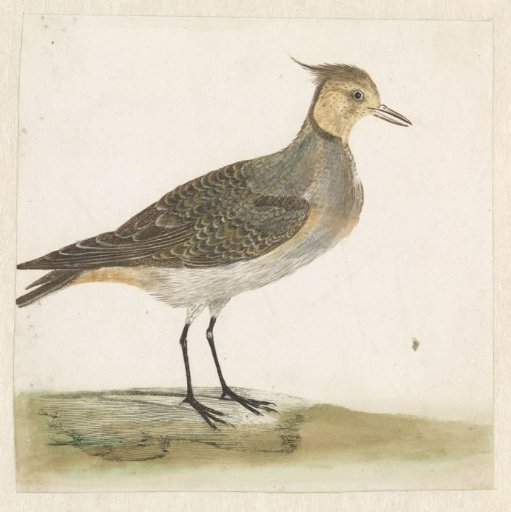 Lapwing
