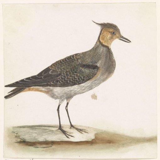 Lapwing