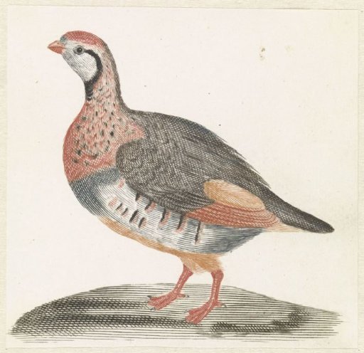 Partridge