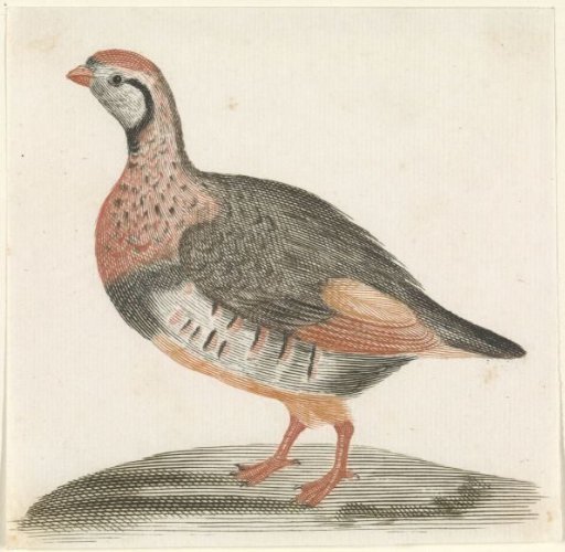 Pheasant