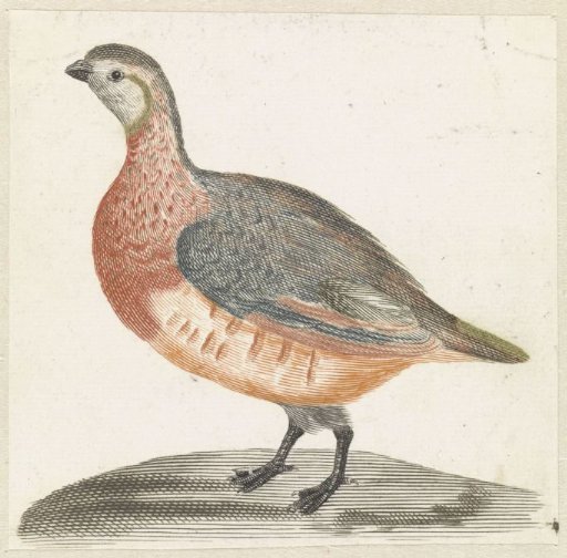 Partridge