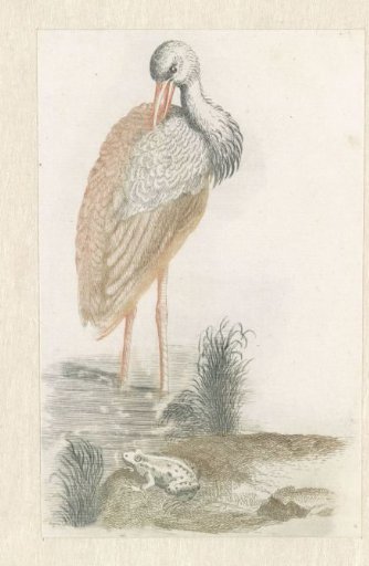 Standing stork and a frog in the foreground