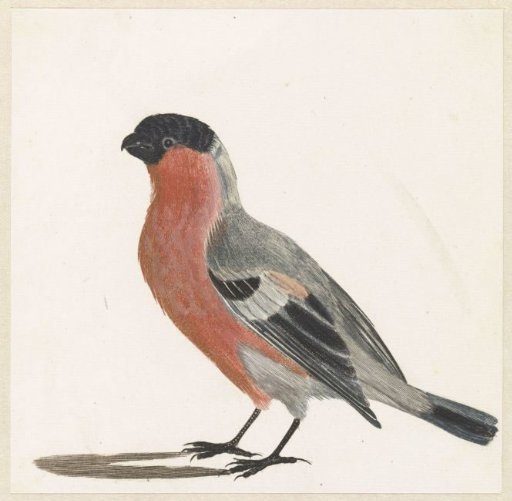 Goldfinch