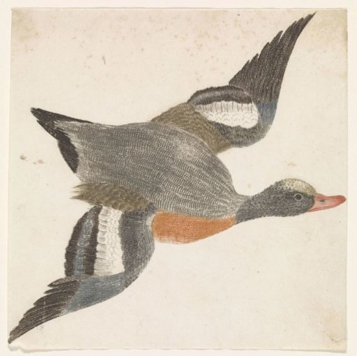 Flying teal (duck species) to the right