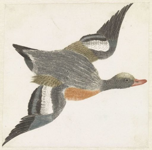 Wigeon Flying to the Right