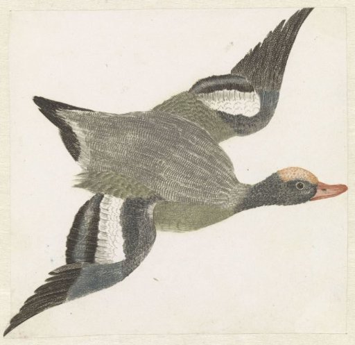 Wigeon Flying to the Right