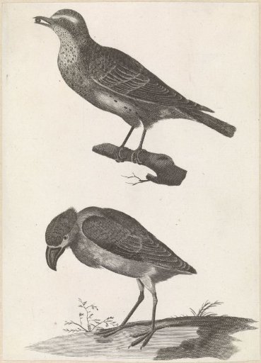 Thrush with a berry in its beak to the left and Bittern