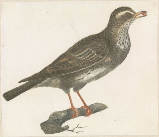 Thrush with a berry in its beak