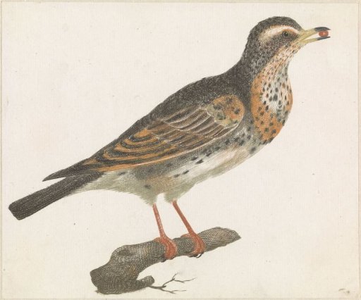 Thrush with a berry in its beak