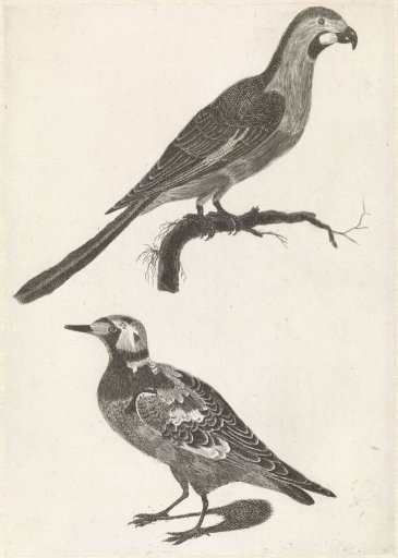 Parrot on a branch to the right, below a stonechat to the left