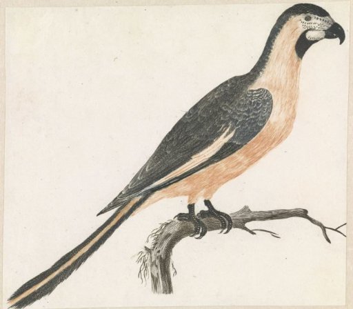 Parrot on a branch to the right