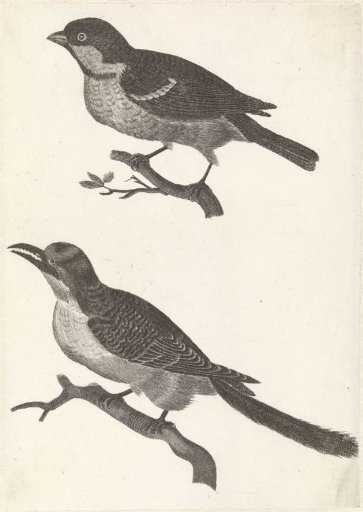 Sparrow on a branch to the left, below a bird with a notched beak