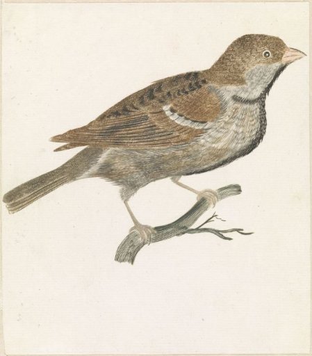 Sparrow on a branch to the right