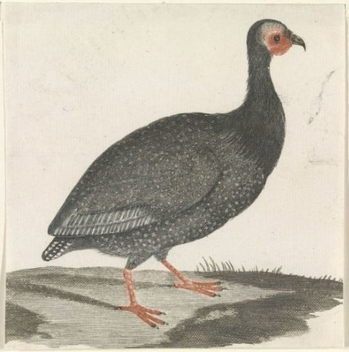 Guinea fowl