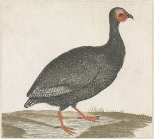 Guinea fowl