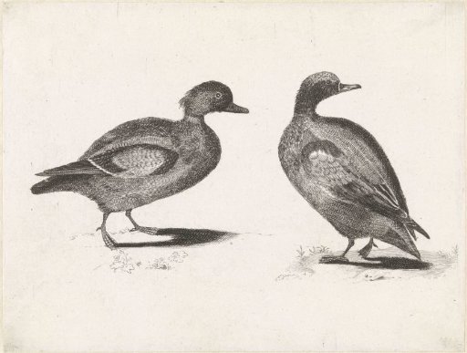 Two ducks