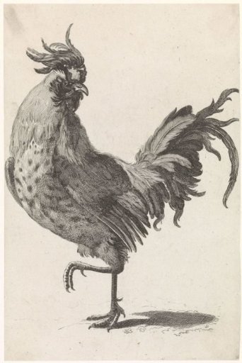 Rooster walking to the left, looking back to the right