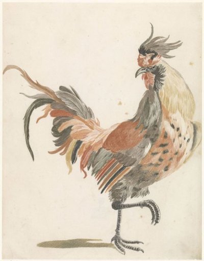 Rooster walking to the right (version B)