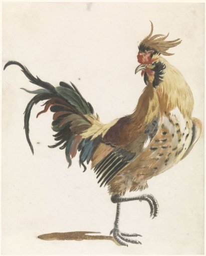 Rooster walking to the right (version B)