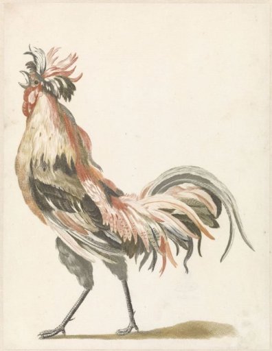 Crowing rooster to the left