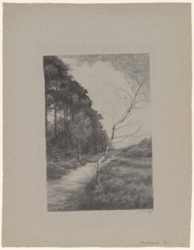 Path along trees