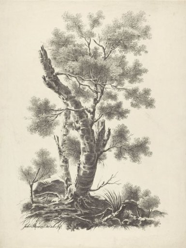 Tree with a Broken Trunk