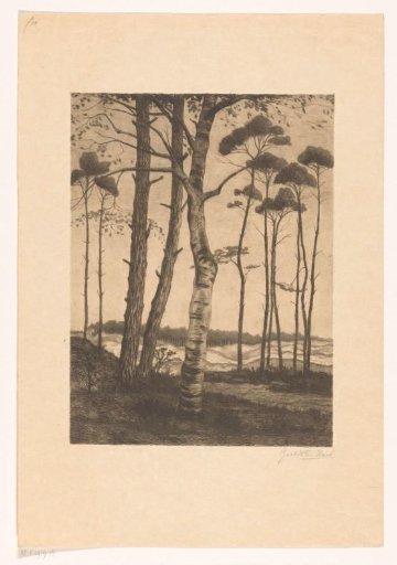 Heath border with birches and pines