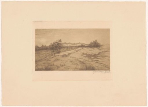 Heathland landscape
