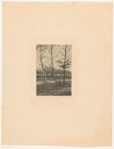 Birches