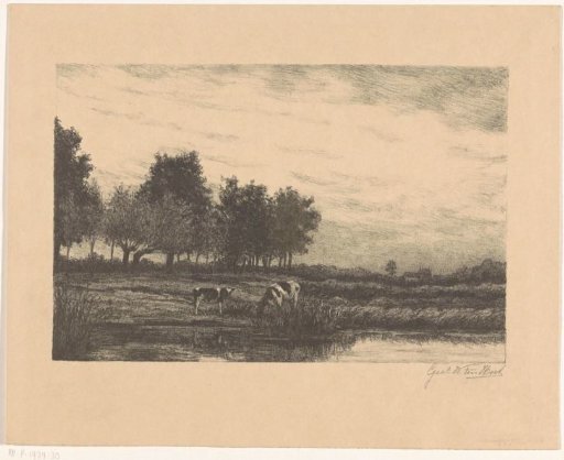 Heathland landscape with cows