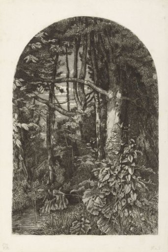 Wood with brook