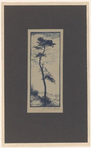 Pine tree