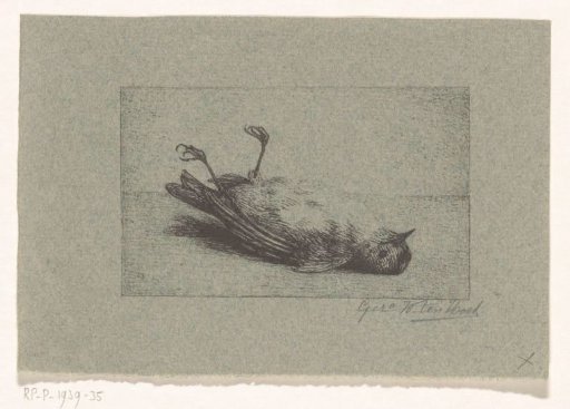 Dead bird
