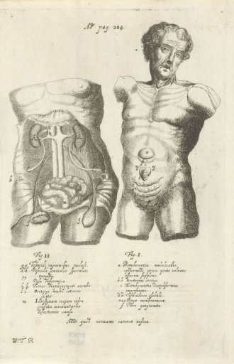 Anatomical study of two torsos