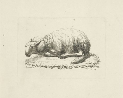 Recumbent Sheep