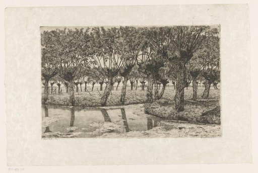 Polder landscape with pollard willows